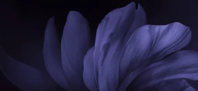 Abstract Close-up of Deep Indigo Petals with Subtle Textures and Shadows image
