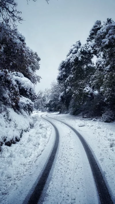 Winding Snowy Road with Fresh Tire Tracks Through a Quiet Winter Forest image
