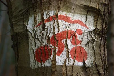 Red Bicycle Trail Marker Painted on Rustic Tree Bark in a Forest image
