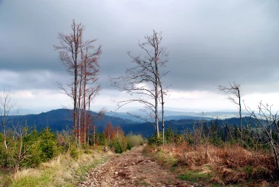 Scenic Mountain Trail with Bare Trees and Distant Forest Under Cloudy Sky image