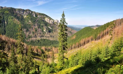 Scenic Mountain Forest Landscape with Coniferous Trees and Rocky Peaks under Blue Sky image