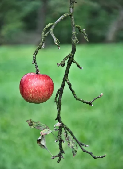 Vibrant Red Apple Hanging from Old Mossy Branch in Lush Green Orchard image