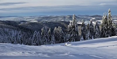 Snow-Covered Pine Trees in Winter Mountain Landscape on a Sunny Day image