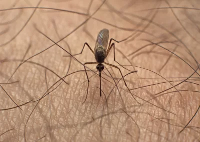 Macro View of Mosquito on Human Skin, Insect Parasite Macro Photography image