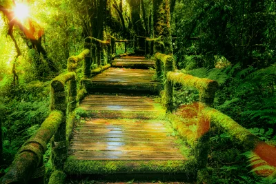 Sunlit Moss-Covered Wooden Walkway Through Lush Green Rainforest image