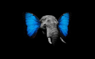 Surreal Elephant Head with Vibrant Blue Butterfly Wings on Black Background image