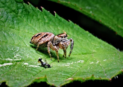 Furry Jumping Spider Captures Prey Insect on Green Leaf Macro Photography image