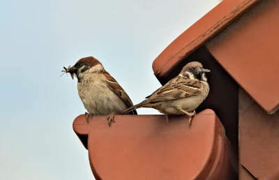 Wildlife Moment: House Sparrow Feeding Insect to Another on Terracotta Roof Gutter image