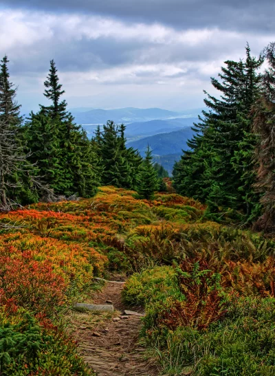 Autumn Mountain Path Through Colorful Forest with Distant Peaks and Cloudy Sky image