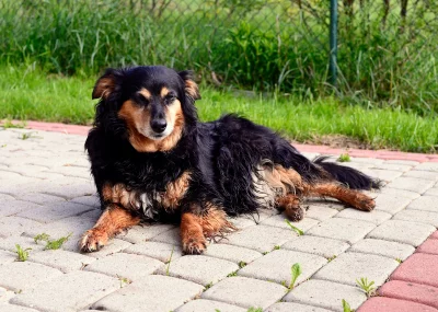 Relaxed Black and Tan Dog Resting on Garden Paving Stones image