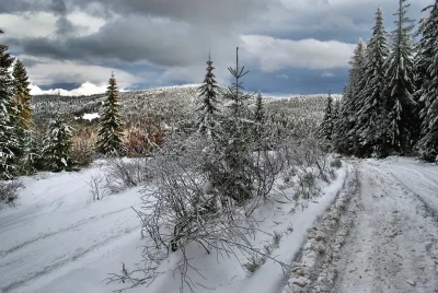 Snowy Mountain Forest Road Winding Through Winter Pine Trees Under Cloudy Sky image