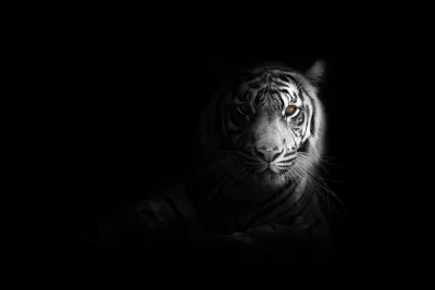 Majestic White Tiger Portrait with Piercing Golden Eyes on Black Background image