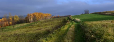 Panoramic Autumn Hills with Golden Birch Trees and Winding Dirt Path image