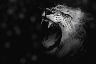 Powerful Lion Roar Monochromatic Portrait, Sharp Fangs Exposed image