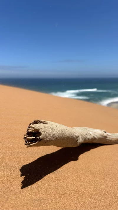 Driftwood on Desert Sand Dunes with Ocean Waves and Blue Sky