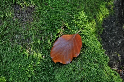 Fallen Brown Autumn Leaf Resting on Lush Green Forest Moss image