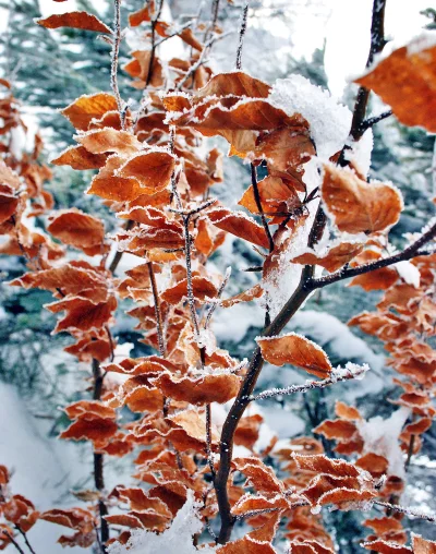 Close-up of Frosted Orange Leaves on Branches in a Serene Winter Forest image