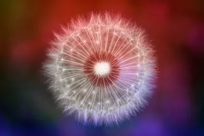 Close-up of Delicate Dandelion Seed Head with Fluffy Parachutes on Vibrant Gradient Background image