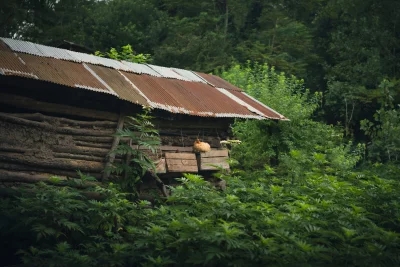 Chicken resting on a rustic wooden structure in a lush, green natural setting