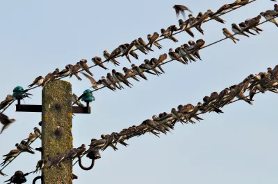Numerous Swallows Perched on Utility Power Lines Against a Clear Blue Sky image