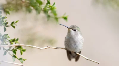 Close-up of a Tiny Hummingbird with Gray Feathers Perched on a Thin Branch image