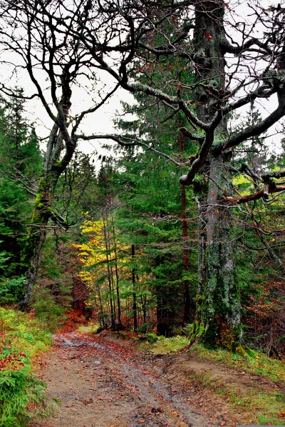 Rustic Forest Pathway Lined with Ancient Moss-Covered Trees in Autumn image