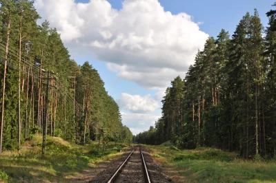 Forest Railway Track Through Pine Trees Under Cloudy Sky image
