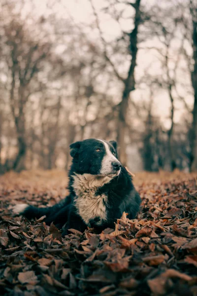 Loyal Black and White Dog Resting Amidst Fall Leaves in a Serene Woodland