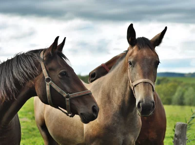Equine Beauty: Brown Horses with Halters in a Serene Green Meadow Under Cloudy Skies image
