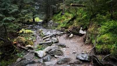 Rugged Forest Path Through Dense Evergreen Woods with Mossy Rocks image