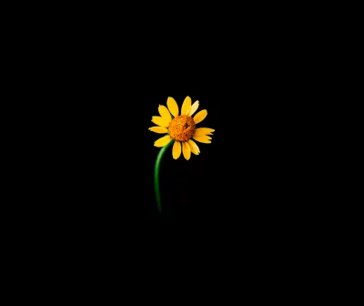 Vibrant Yellow Daisy Blossom with Green Stem on Black Background image