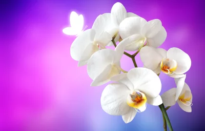 Elegant White Orchids with Glowing Butterfly on Purple Blue Gradient Background image
