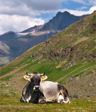 Peaceful Brown Mountain Cow Resting in Lush Alpine Pasture with Scenic Backdrop image
