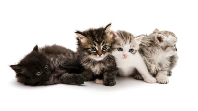 Adorable Group of Fluffy Kittens Posing on White Background image