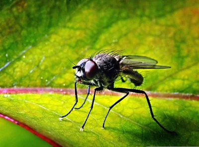 Intricate Macro Portrait of a Housefly on a Vibrant Green Leaf image