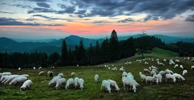 Grazing Sheep on Green Mountain Pasture at Sunset with Dramatic Sky image