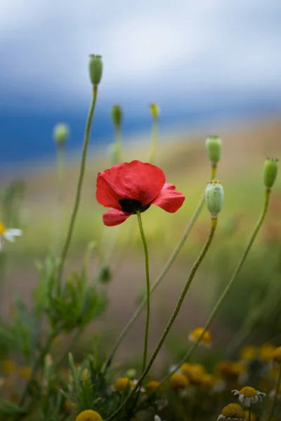 Vibrant Red Poppy Flower Amidst Green Fields and Poppy Buds