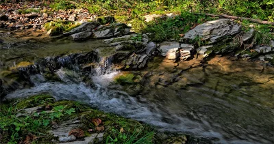Clear Forest Stream Flowing Over Rocks and Mossy Banks image