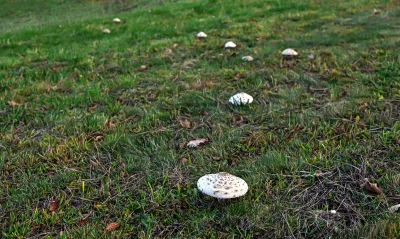 Wild Mushrooms Flourishing in Lush Green Meadow with Autumn Leaves image