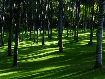 Sunlit Palm Tree Grove with Long Shadows on Vibrant Green Grass image