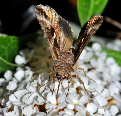 Detailed Macro Photography of a Brown Moth with Patterned Wings on White Flowers image