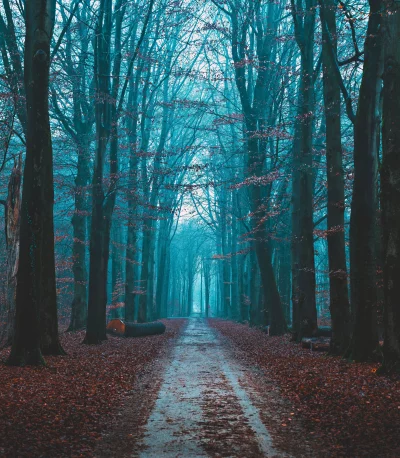 Mystical Forest Path with Teal Mist and Fallen Autumn Leaves image