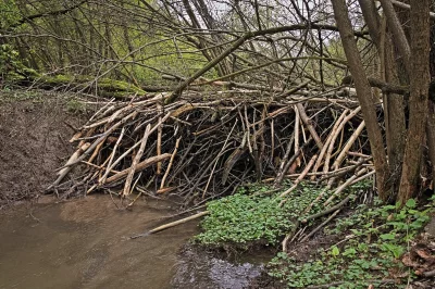 Natural Beaver Dam of Sticks and Branches in a Muddy Forest Stream Habitat image