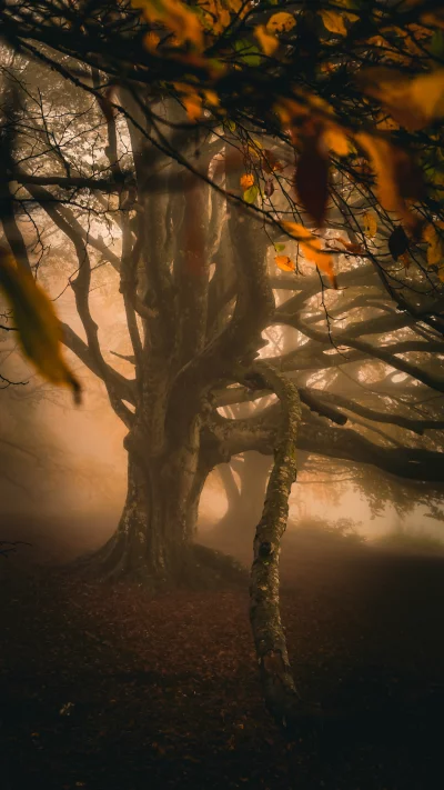Misty Autumn Forest with Ancient Twisted Trees and Falling Leaves
