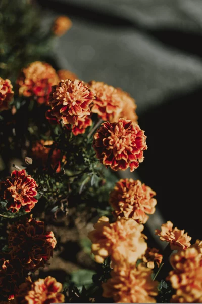 flower is in focus and has a beautiful orange color