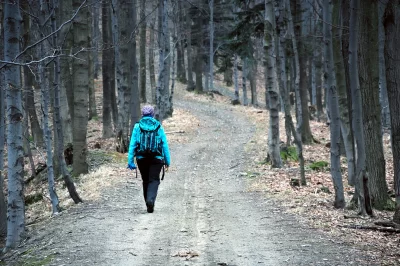 Hiker Walking on a Forest Path During Autumn or Early Winter Day Adventure image