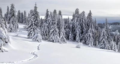 Serene Winter Forest Landscape with Fresh Snow and Pine Trees image