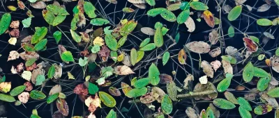 Autumn's Embrace: Vibrant Leaves Adorned with Raindrops Floating on Dark Water image