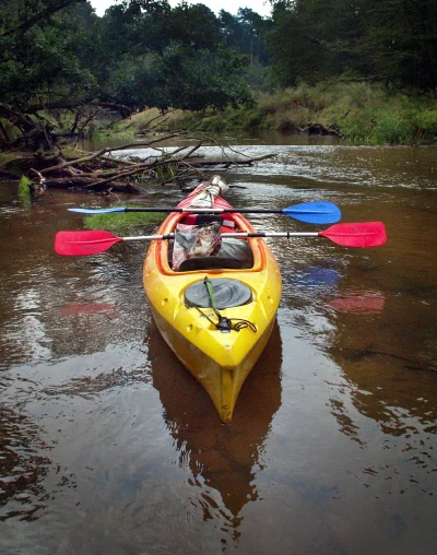Colorful Kayak and Paddles on a Peaceful Forest River for Outdoor Adventure image