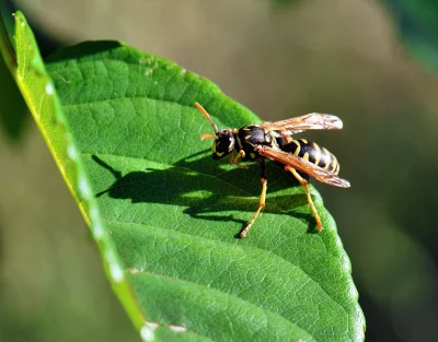 Macro Close-up of a Striped Yellowjacket Wasp Resting on a Textured Green Leaf in Sunlight image